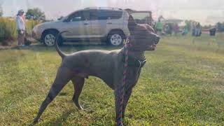 Thai Ridgeback Dog Lure Coursing CAT [upl. by Esther]