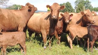 Irish Dexter Cow Sorting at Stone Meadow Farm [upl. by Grannie]