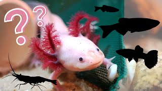 What Can You Keep With an Axolotl  The BEST Axolotl Tankmates [upl. by Rozamond959]