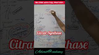 Citrate Synthase First step of the Citric Acid Cycle [upl. by Eart]