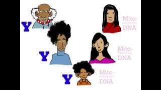 Genetics 101 Part 3 of 5 Where do your genes come from [upl. by Hayifas]