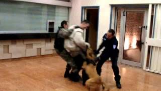 Exercice cyno nuit Police  Sécurité  Training K9 unit [upl. by Venditti664]