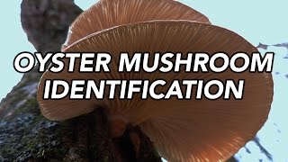 Oyster Mushroom Pleurotus ostreatus Identification with Adam Haritan [upl. by Ahsitil658]