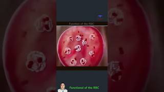 Functional of the RBC red blood cells medical video [upl. by Arezzini]