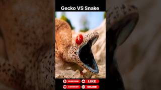 Gecko vs Snake animals wildanimals shortsviral [upl. by Kristin]