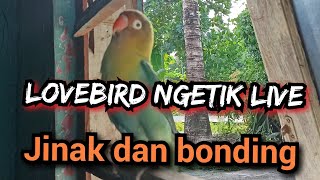 Pancingan Lovebird ngetik ‼️ Lovebird jinak dan bonding ‼️lovebirdjinak lovebirdngekek [upl. by Amersham]