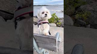 How Pups Curiosity Piqued 🐶✨ytshorts funny puppy pets curiosity [upl. by Etyam]