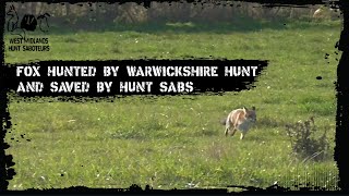 Fox hunted by Warwickshire Hunt and saved by sabs [upl. by Allsopp]