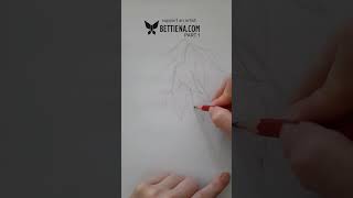 clematis alpina speeddrawing Part 12 drawing flowerart art flowerdrawing [upl. by Formica505]