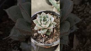 Echeveria purpusorum succulents plants [upl. by Llesirg]