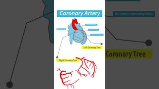 understand the coronary arteries of the heartnurse discussion [upl. by Ecargyram]