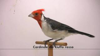 cardinale dal ciuffo rosso [upl. by Rocco]