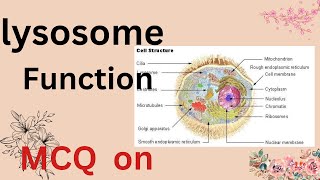 Lysosomes  Chemical composition  Function  and With  MCQs  amp Answers  By Maqbool ahmed [upl. by Enylorac]