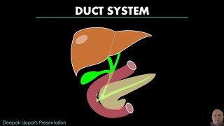 HEPATO PANCREATIC DUCT SYSTEM  DIGESTIVE SYSTEM [upl. by Darnok]