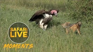 Vulture and Jackal Mingle in the Mara [upl. by Dnanidref]