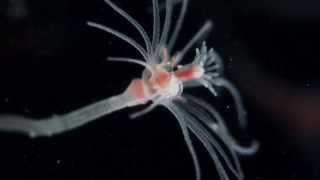 Actinula release in Ectopleura crocea Cnidaria Hydrozoa Tubulariidae [upl. by Lenneuq]