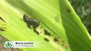 True Armyworm [upl. by Adnanref]