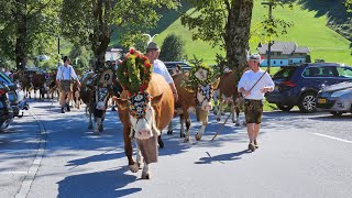 Almabtrieb am Achensee 2024 [upl. by Kennet]