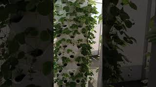 aeroponictowerhydroponictowertowerfarmplantgardenaeroponichydroponic [upl. by Bilac503]