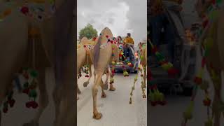 ly li qurbni camel 🐫 shorts viralvideos viral camel [upl. by Llerred]