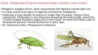 Order OrthopteraCharacteristics amp classification [upl. by Suoirtemed]