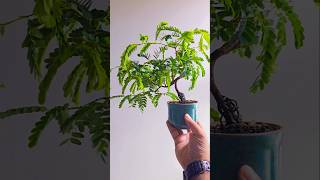 Tamarindus indica bonsai bonsaiwork bonsaitree minibonsai plants minibonsai garden tiktok [upl. by Eatnoled]