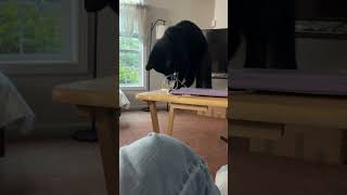 vantablack blackcatlife catlife [upl. by Sonahpets964]