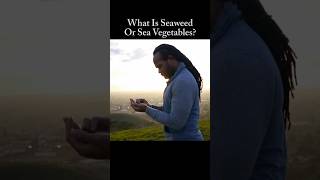 What Is Seaweed Or Sea Vegetables [upl. by Meill]