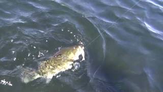 Stoney Lake Largemouth [upl. by Eatnoj]