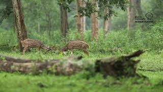 Travel Log to Kabini [upl. by Anasor]