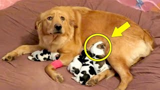 Dog Gives Birth And When Vet Realizes They’re Not Puppies Everyone Was SHOCKED [upl. by Inihor]