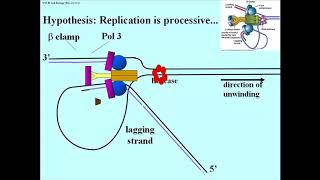 184 Processive Replication [upl. by Rosenberger359]