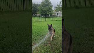 German Shepherds Epic Water Hose Battle [upl. by Senilec]