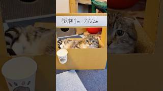 何やらりっちゃんが怪しい商売を始めたみたいでごわす🤣🤣🤣 猫 [upl. by Easlehc]