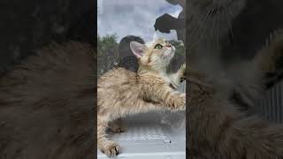 Dry a Cat Quickly After a Bath catbreed cute munchkinlovers healhealing munchkincats [upl. by Lustig]