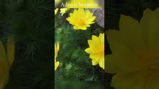 Adonis bromine AdonisBromine MysticFlowers RareBloomsFloralWonder [upl. by Tsui]