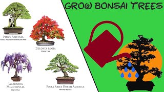 Grow Bonsai Trees from Seed [upl. by Swetiana]