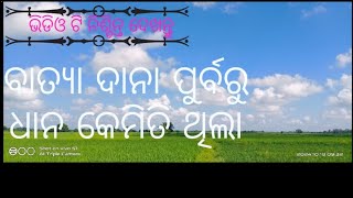 ବାତ୍ୟା ଦାନା ପୁର୍ବରୁ quotଧାନ କେମିତି ଥିଲା ricefarming in Odisha bhadrak kenduapada [upl. by Adnima]