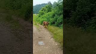 Jim Corbett National park। [upl. by Eillen]