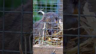 Kernow Conservation joins European Rewilding Network  Water vole release in Southern Cornwall [upl. by Landau]