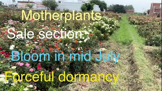 Rose motherplants 🌹sale section blooming Forceful dormancy बम्पर फूल 15th July Pushpanjali RoseryBly [upl. by Liddie]