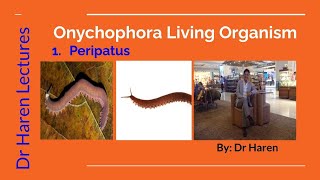 Onychophoran living organismPeripatus [upl. by Dehlia]