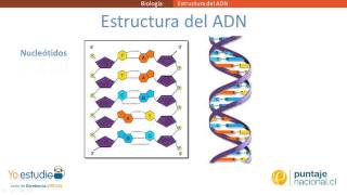 Estructura del ADN [upl. by Darton]