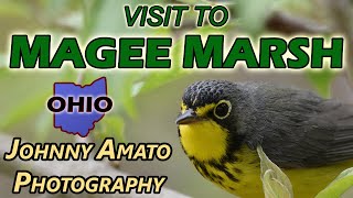 Johnny Amato Photography  Visit To Magee Marsh [upl. by Ebarta]