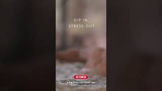 Dip in stress out [upl. by Nelleoj]