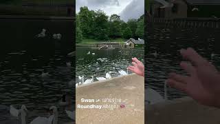 Roundhay park park swans niceweather freshair leeds england uk [upl. by Waldman]