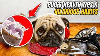 Pugs Just Wanna Have Fun Health Tips amp Hilarious Habits [upl. by Aitak]