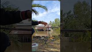 Mancing Sanggang Kelabau STRIKE TAPI NYANGKUT POHON  Mancing Sungai Banjarmasin [upl. by Marlene]