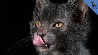 Breeders Develop Werewolf Cat [upl. by Gene]