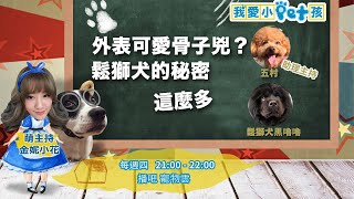 外表可愛骨裡兇八八？鬆獅犬的秘密報你知！│我愛小pet孩│黑嚕嚕 五村 [upl. by Finlay]